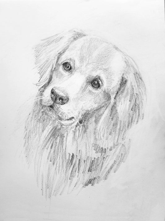 Golden Retriever Dog, Pencil sketch on paper (SOLD)