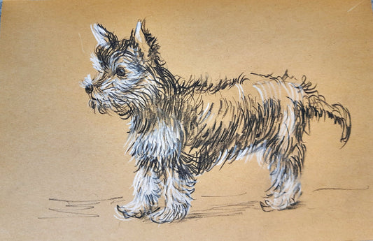 Yorkshire Terrier trotting - pet dog Charcoal pencil sketch on toned paper