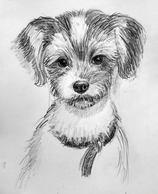 Perro mascota BiewerTerrier, Dibujo a lápiz sobre papel