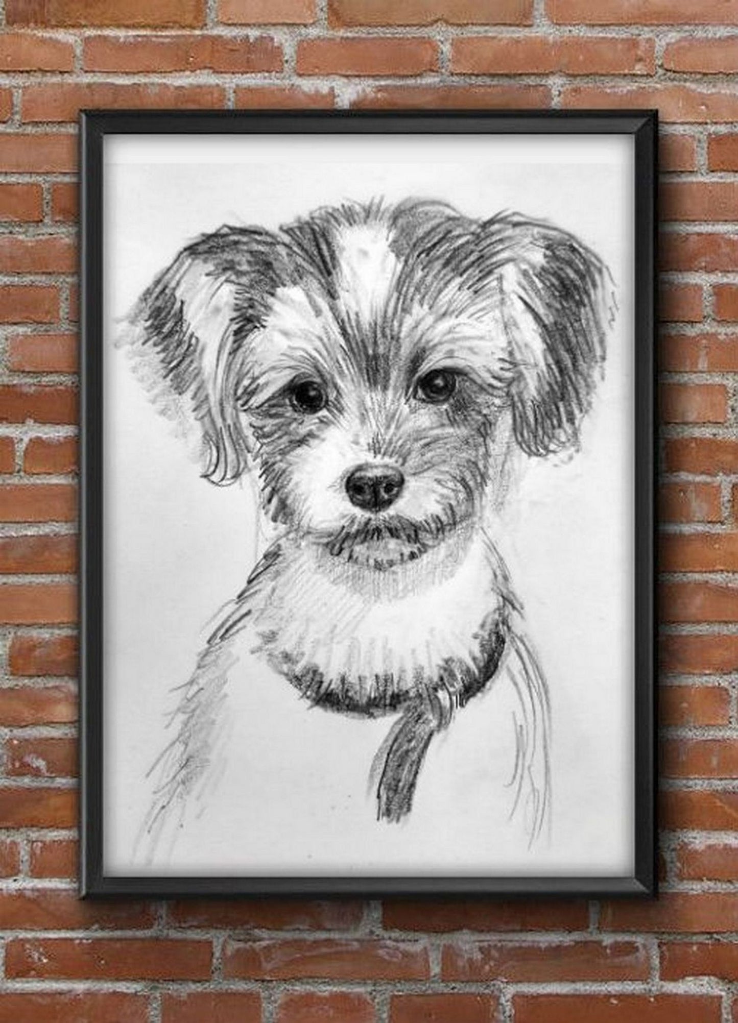 BiewerTerrier Pet Dog, Pencil sketch on paper