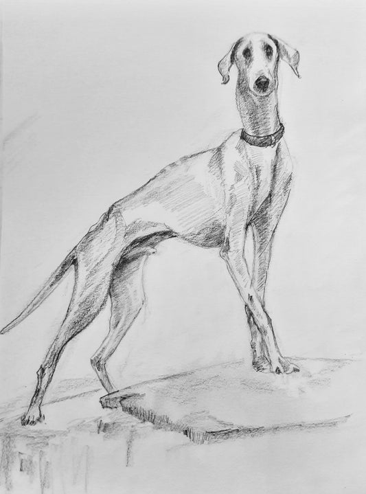 The Famous Indian Mudhol breed dog, pencil sketch on paper