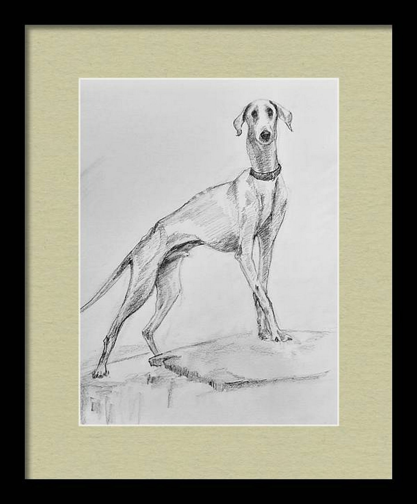 In a virtual frame, The Famous Indian Mudhol breed dog, pencil sketch on paper
