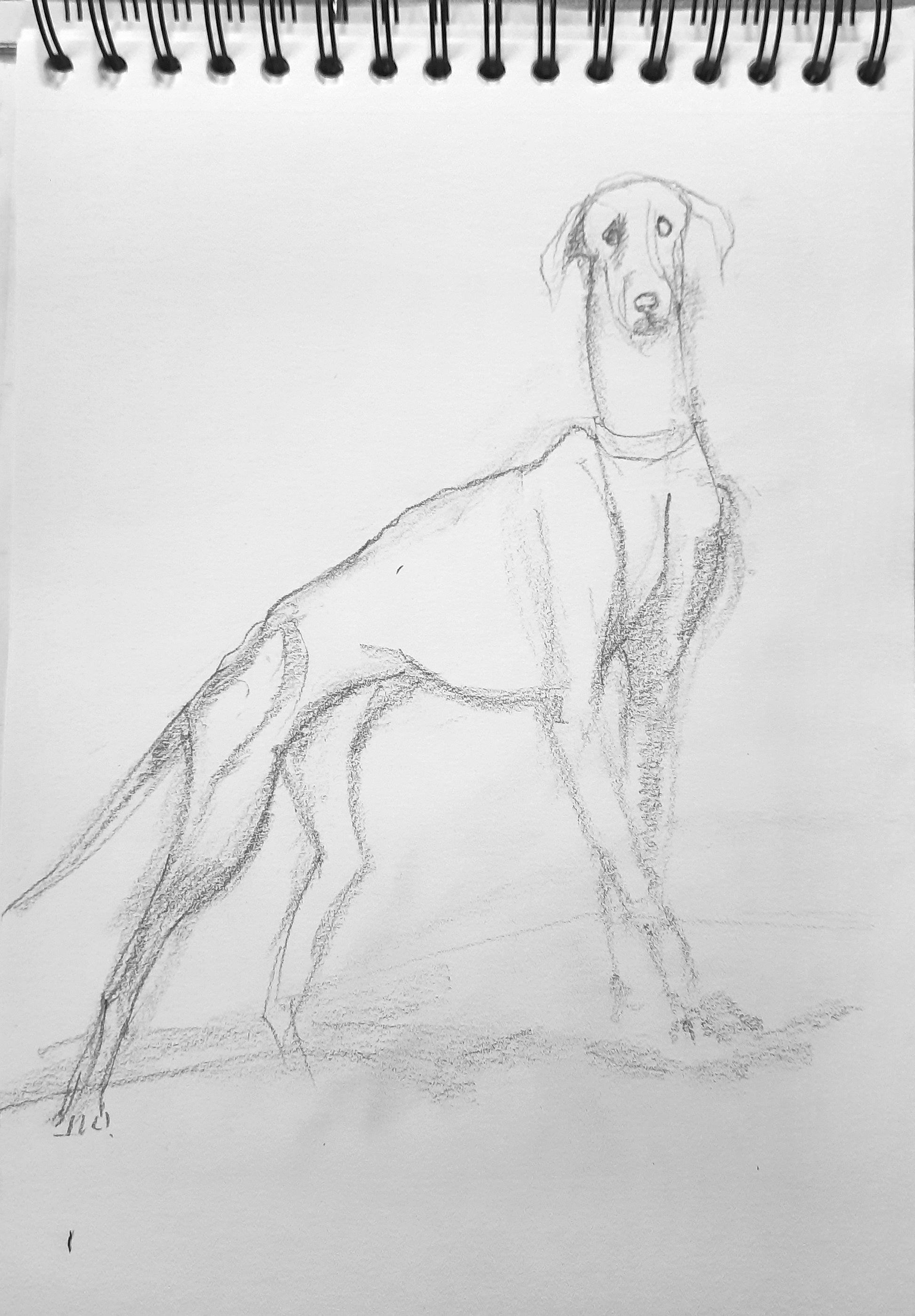 Work in progress, The Famous Indian Mudhol breed dog, pencil sketch on paper