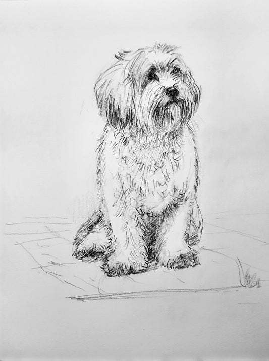 Cute Shih Tzu Dog, Charcoal Pencil sketch on paper