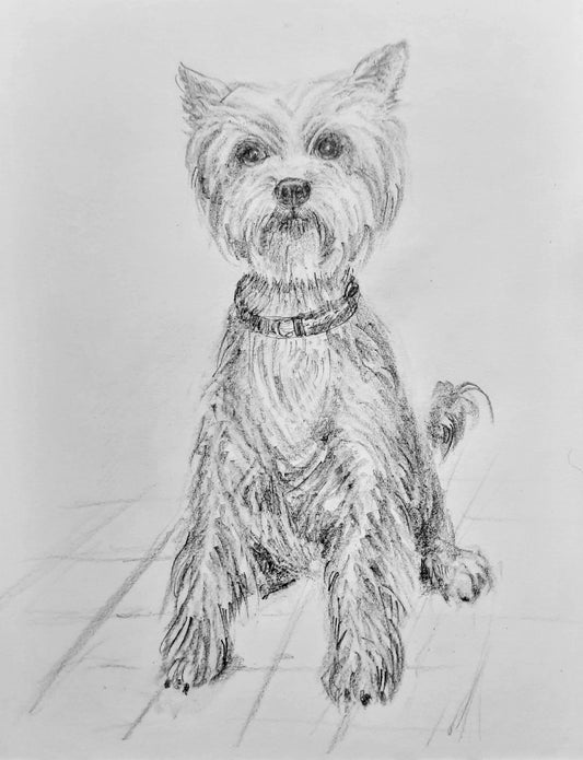 Yorkshire Terrier, Pet Dog, Pencil sketch on paper