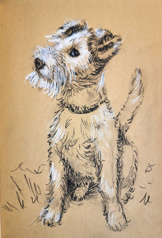 Wire Fox Terrier puppy, Charcoal pencil sketch on paper