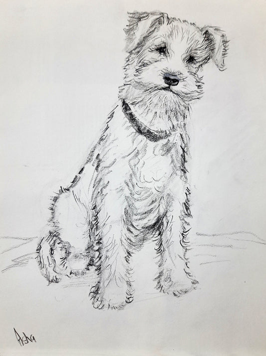 Wire fox terrier Pencil sketch on paper